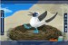 racek chechtavý (Blue_footed booby bird)